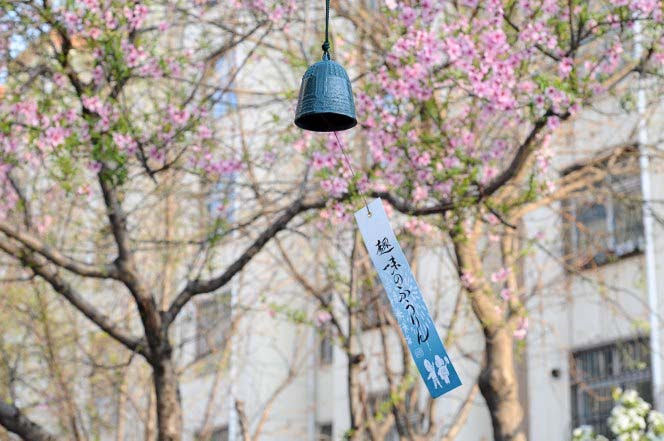 Giới thiệu về chuông gió Nhật Bản